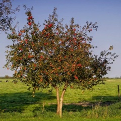 Елена Журавлёва, 22.05