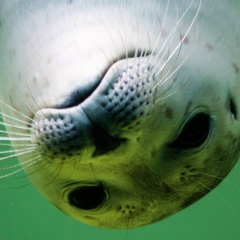 Альфред Брозе, 29.06