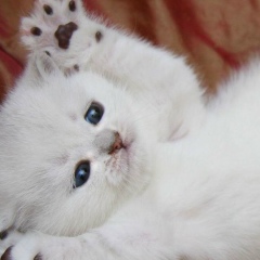 Alma Issentayeva, 18.05.1989, Актобе