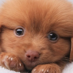 Светик Турта, 29.01.1988, Кривой Рог