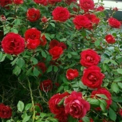 Anty May, 27.12.1998