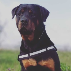 Ксения Беженарь