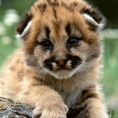 Марет Махлоева, 26.06.1968, Магас