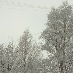 Ольга Кокорева, Санкт-Петербург