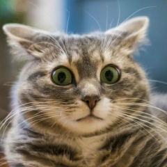 Николай Критенев, 04.11.1986, Санкт-Петербург