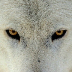 Darkhan Tatibekov, 11.12.1988, Толе би