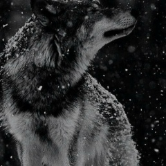 Абдуллах Абдуллаев, 06.11.1987