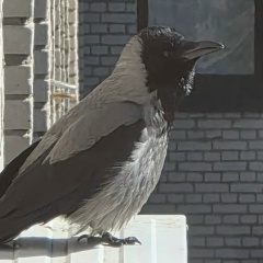 Игорь Непутаев, Санкт-Петербург