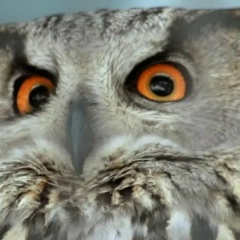 Дарья Одеркова, 09.03.1990, Королёв