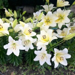 Наталья Наталья, Челябинск