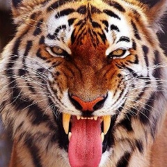 Александр Гарин, 17.06, Рошаль