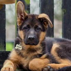 Олег Литаврин, 03.04, Боровичи