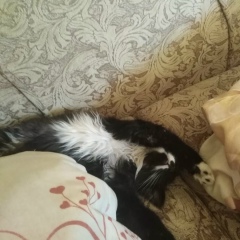 Олег Нефёдов, Москва