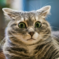 Афанасий Перепелкин, 05.03, Milano