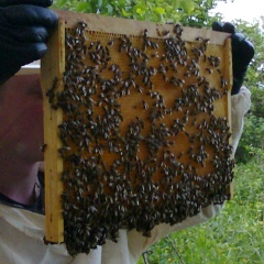 Олег Осипович, Днепр (Днепропетровск)