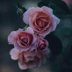 Раяна Ингушка, 21.07, Назрань