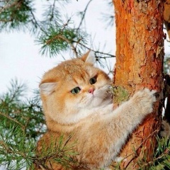 Елена Семенова, 04.07.1988, Самара