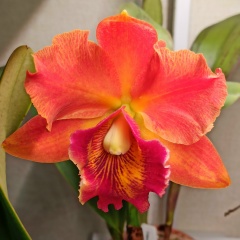 Елена Резникова, 29.05, Москва