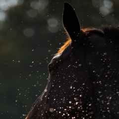 Лена Галактика, Санкт-Петербург