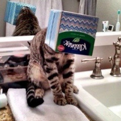 Алине Ребизова, 11.04