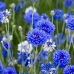 Натали Т, 07.01, Новосибирск