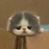 Дмитрий Поротиков, Новосибирск