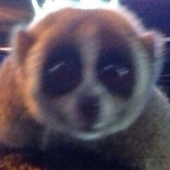 Гашан Зоткин, 23.11.1986, Москва