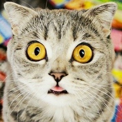 Невеста Полоза, 16.12.1992, Москва