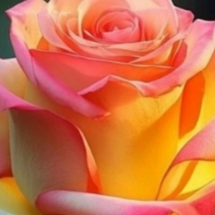 Эльвира Лобанова-Иванова, 06.07.1965, Петрозаводск