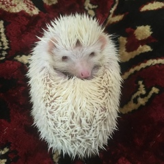 Денис Сташевский, Инта