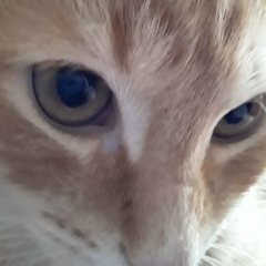 Арина Маврина