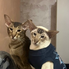 So Sever, Москва