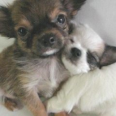 Дима Шолдан, 12.06.1991, Ottawa