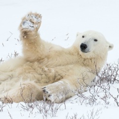 Сергей Валов, 09.09.1968