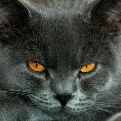 Светлана Селезнева, Москва