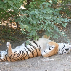 Владимир Горелик, Минск