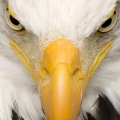 Ruslan Xalidov, 25.05.1989, Сумгаит