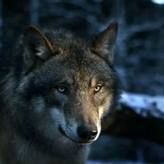 Даша Петрова