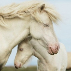 Анна Коваленко, 01.11, Чернигов