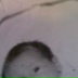 Сергей Харитонов, 12.01.1993, Ульяновск