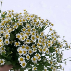 Аля Боташева, 10.12