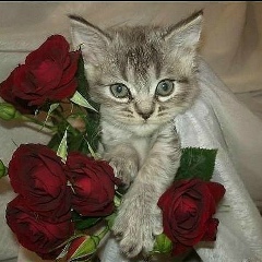 Дарья Михалева, 12.12, Сосновоборск