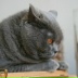 Фёдор Котович, 12.02