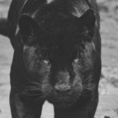 Эля-И-Коля Торкины, 25.08, Москва