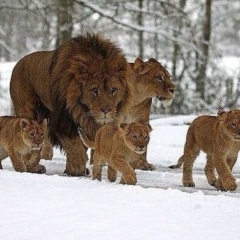 Артур Арустамян, 31.10.1980, Череповец