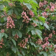 Мария Коробейникова
