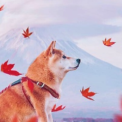 Yan F, Tokyo