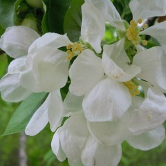 Ольга Петрова, Мончегорск