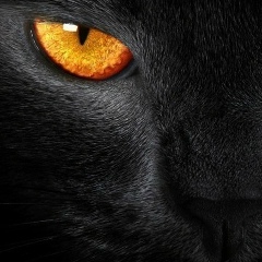 Сафина Пак, 02.11, Москва