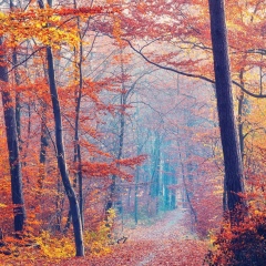 Mahabubur Rahman, 29.03, Dhaka